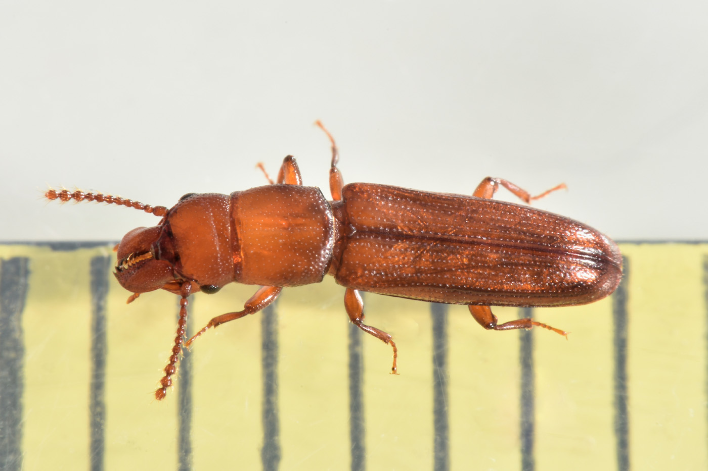 Prostomidae: Prostomis mandibularis